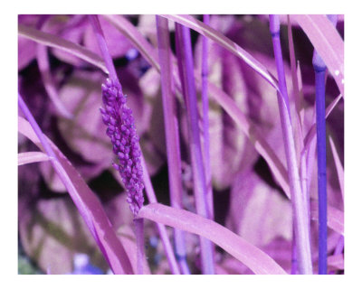 Purple Grass Photographic Print Purple Grass Photographic Print