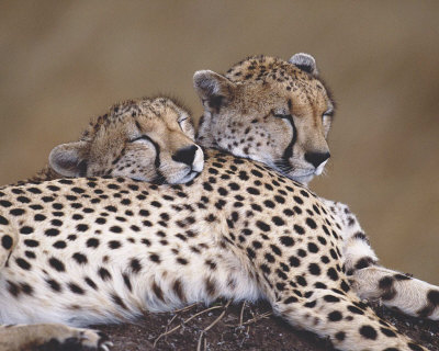 Two Leopards Print Two Leopards Print