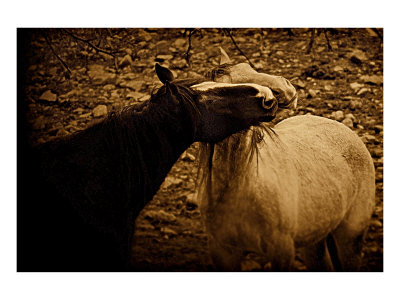 Horse Play Giclee Print Horse Play Giclee Print