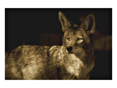 Coyotee West Giclee Print Coyotee West Giclee Print