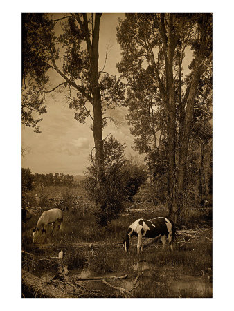 Indian Ponies Giclee Print Indian Ponies Giclee Print