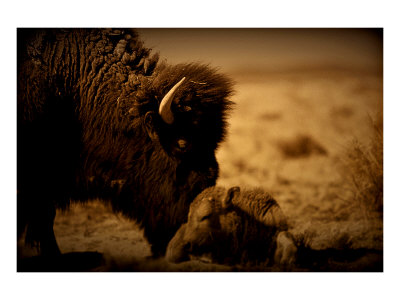 New Dawn Buffalo Giclee Print New Dawn Buffalo Giclee Print