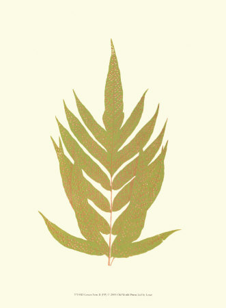 Lowes Fern II Print Lowes Fern II Print