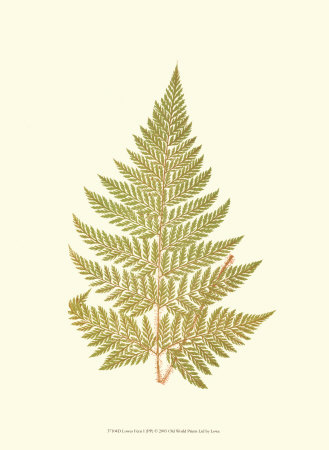 Lowes Fern I Print Lowes Fern I Print