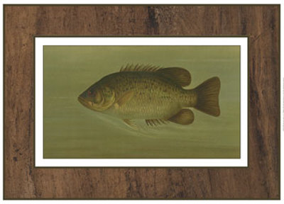 Rock Bass Print Rock Bass Print