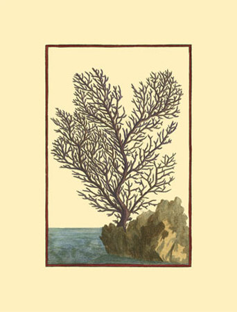Coral by the Sea II Print Coral by the Sea II Print