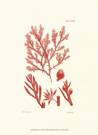 Shades of Coral IV Print Shades of Coral IV Print