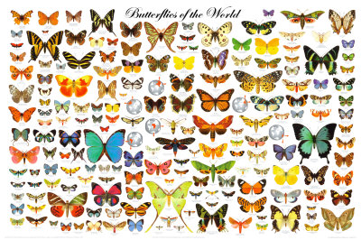 Butterflies of the World Chart Print Butterflies of the World Chart Print