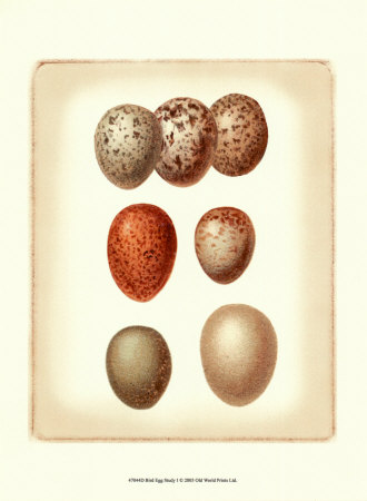 Bird Egg Study I Print Bird Egg Study I Print
