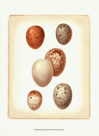 Bird Egg Study III Print Bird Egg Study III Print