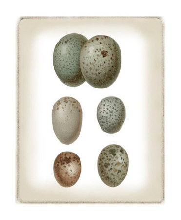 Bird Egg Study IV Print Bird Egg Study IV Print