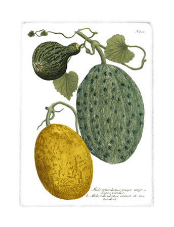 Antique Melons II Print Antique Melons II Print