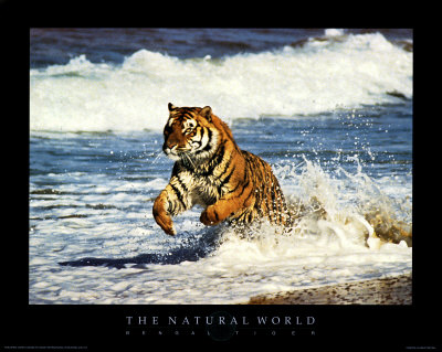 Running Tiger Poster Running Tiger Poster