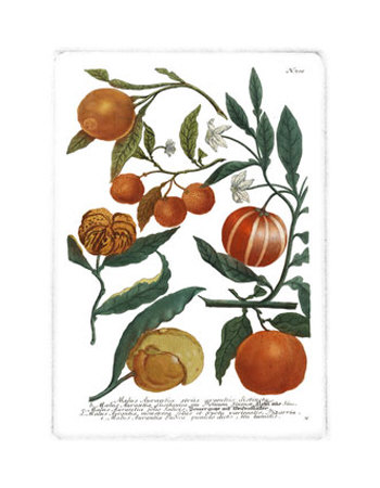 Weinmann Fruits III Print Weinmann Fruits III Print