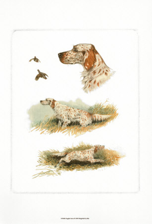 English Setter Print English Setter Print
