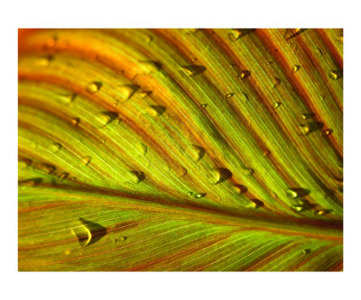 Water on Leaf Photographic Print Water on Leaf Photographic Print