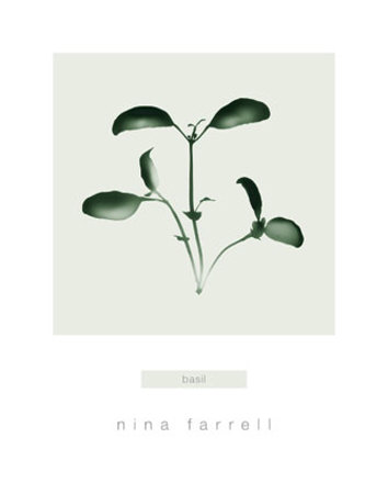 Basil Print Basil Print