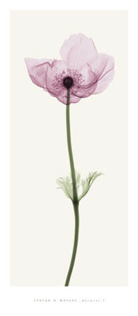Anemone I Print Anemone I Print