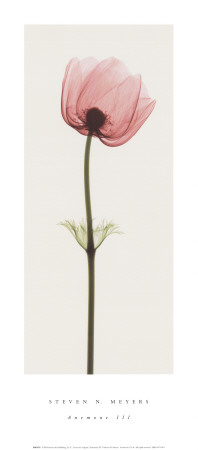 Anemone III Print Anemone III Print