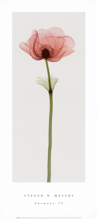 Anemone IV Print Anemone IV Print