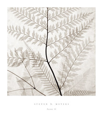Ferns II Print Ferns II Print
