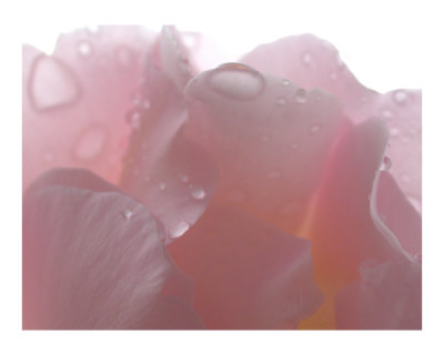 Light pink rose petals, natural light Photographic Print. zoom. view in room Light pink rose petals, natural light Photographic Print. zoom. view in room