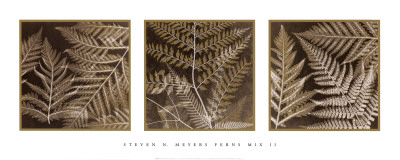 Ferns Mix II Print Ferns Mix II Print