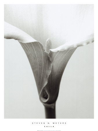 Calla Print Calla Print