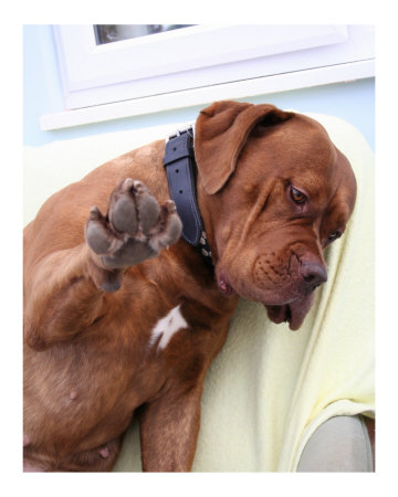 Talk To The Paw Photographic Print Talk To The Paw Photographic Print