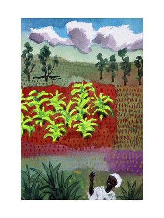 Banana Fields, Kenya Giclee Print Banana Fields, Kenya Giclee Print