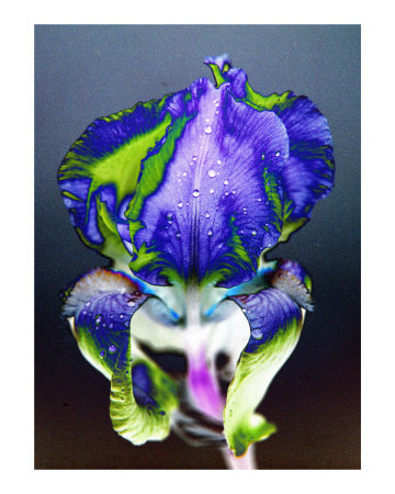 Iris in the Rain Photographic Print Iris in the Rain Photographic Print