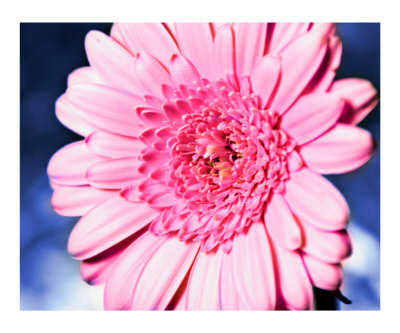 Pink Daisy Photographic Print Pink Daisy Photographic Print