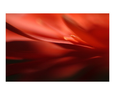 Fiore Rosso 2 Photographic Print Fiore Rosso 2 Photographic Print
