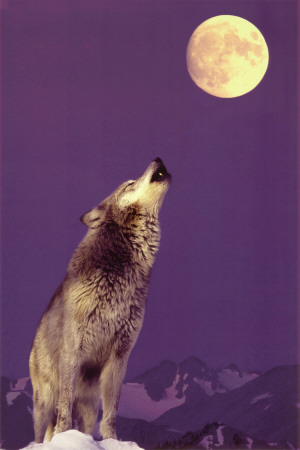 Gray Wolf Howling at Moon Poster Gray Wolf Howling at Moon Poster