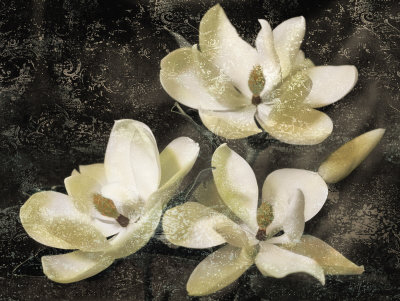 The Magnolia Tree Print The Magnolia Tree Print