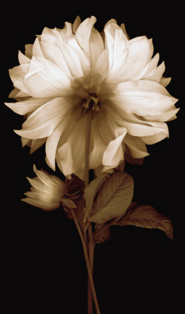 Dahlia II Print Dahlia II Print