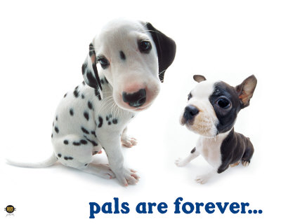 Pals Print at Art.com