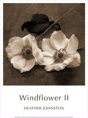 Windflower II Print Windflower II Print