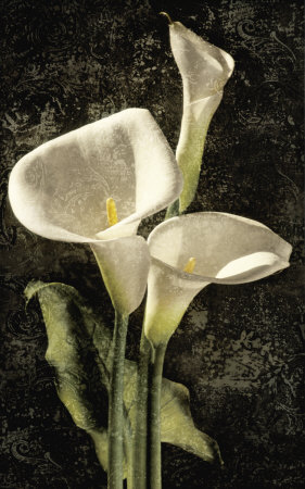 Callas I Print Callas I Print