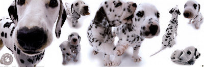 Dalmatians Poster Dalmatians Poster