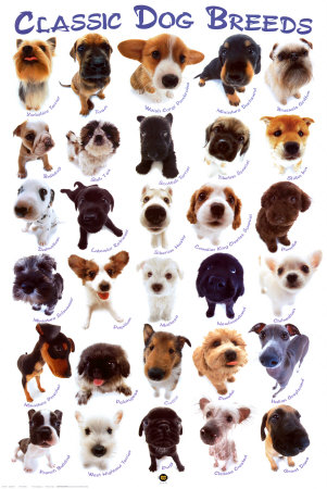 dogs breed names. Dog Breeds Poster at