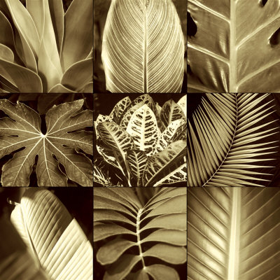 Tropical Leaves II Print Tropical Leaves II Print