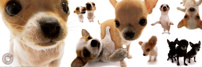 Chihuahua Poster Chihuahua Poster