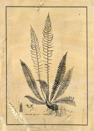 Fern I Print Fern I Print