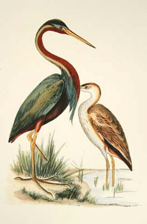 Water Birds III Print Water Birds III Print