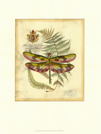 Regal Dragonfly IV Print Regal Dragonfly IV Print