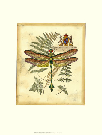 Regal Dragonfly III Print Regal Dragonfly III Print