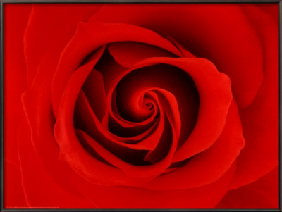 La Rose Framed Print La Rose Framed Print