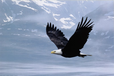 Eagle Poster Eagle Poster