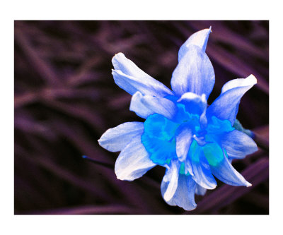 Narcissus 3 Photographic Print Narcissus 3 Photographic Print